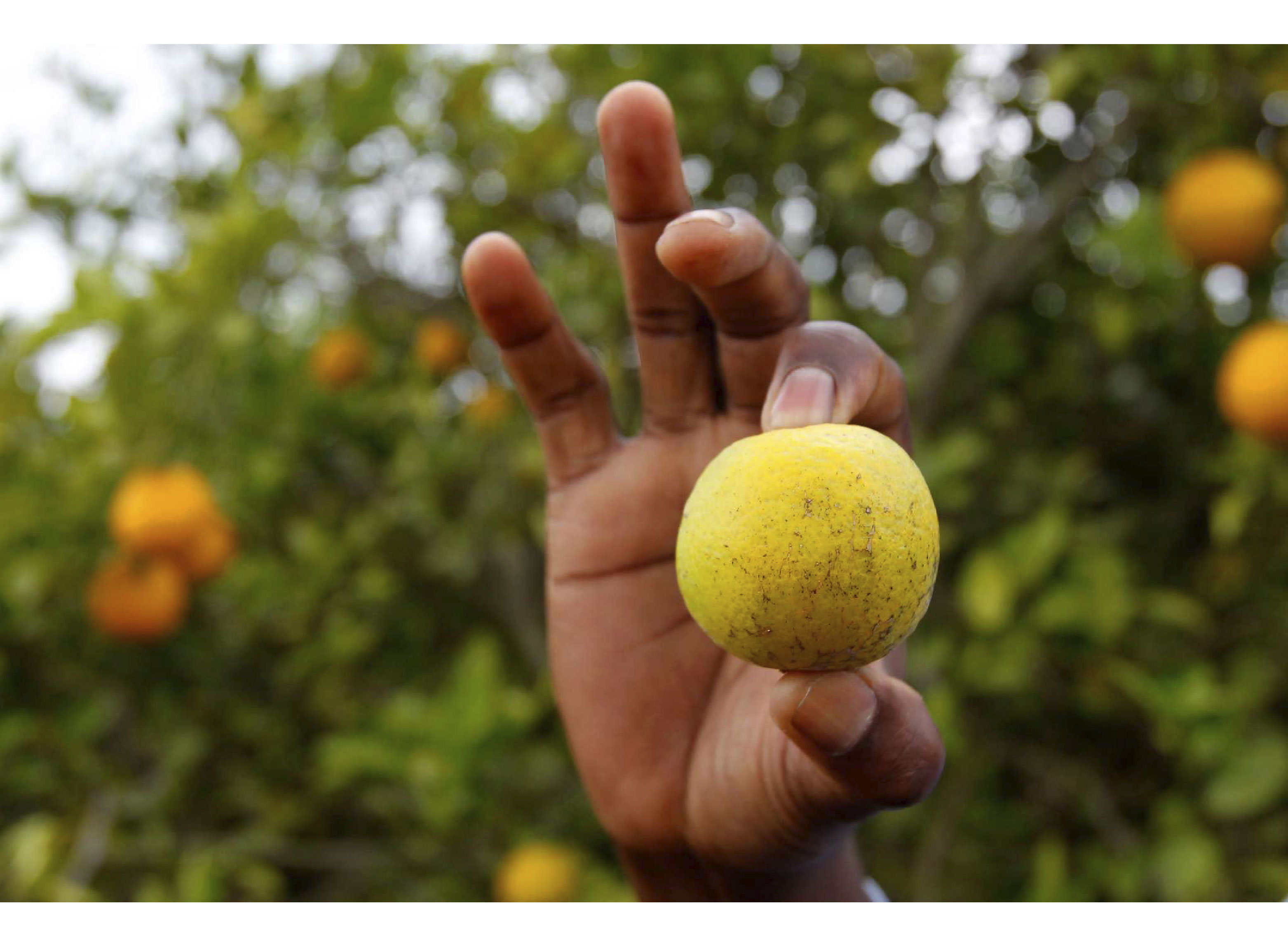 Laranja